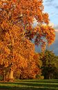 Farbenprächtiger Herbstbaum von Heike Hultsch Miniaturansicht