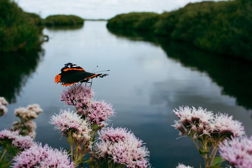 Atalanta butterfly by Marinda Grip