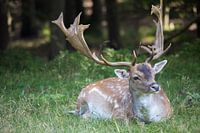 Hert in het bos