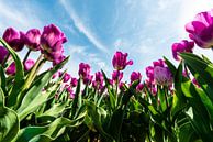Paarse tulpen tegen de wolkenlucht van Brian Morgan thumbnail