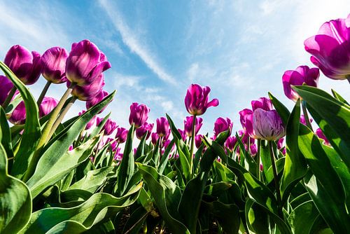 Paarse tulpen tegen de wolkenlucht