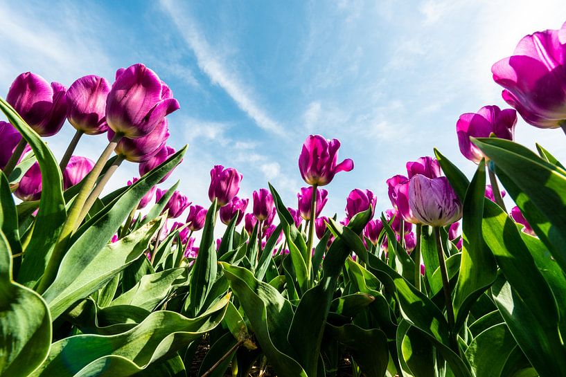 Paarse tulpen tegen de wolkenlucht van Brian Morgan