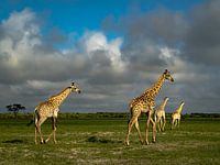 Wildlife Moremi NP