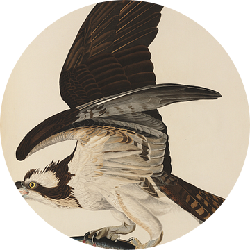 Visarend - Teylers Edition -  Birds of America, John James Audubon van Teylers Museum