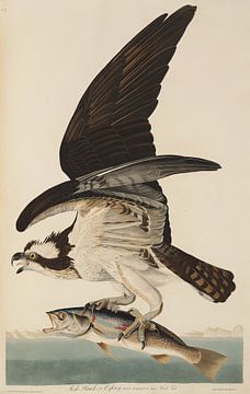 Balbuzard pêcheur - Edition Teylers - Oiseaux d'Amérique, John James Audubon sur Teylers Museum