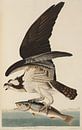 Osprey - Teylers Edition - Birds of America, John James Audubon by Teylers Museum thumbnail