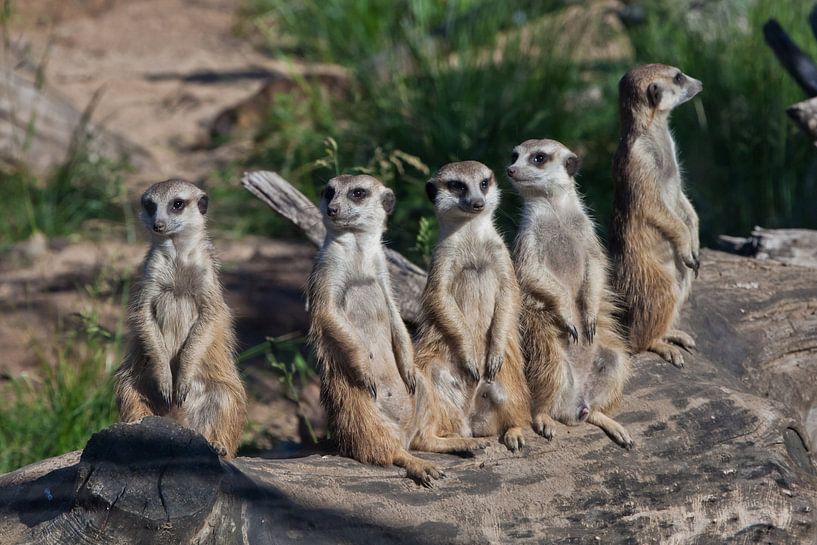 Viele Erdmännchen versammelten sich zu einem Treffen. Süße afrikanische Tierchen Erdmännchen (Timon) von Michael Semenov