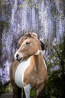 Paard onder de blauwe regen