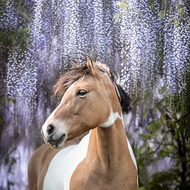 Horse under the wisteria by Daliyah BenHaim