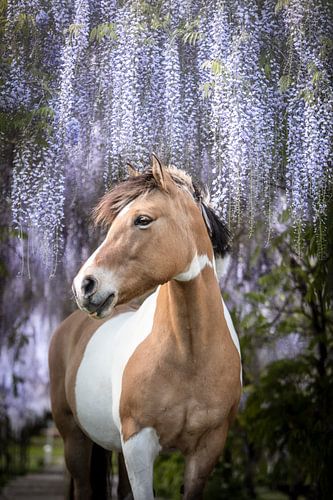 Horse under the wisteria