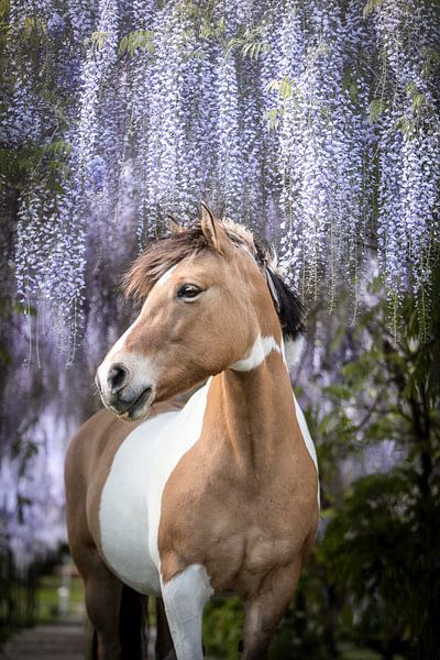 Horse under the wisteria by Daliyah BenHaim