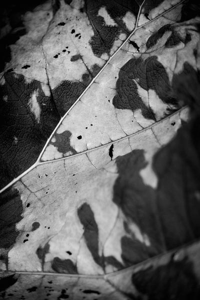 Abstract plants and leaves by Rene  den Engelsman