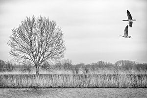 Wildgänse im Flug