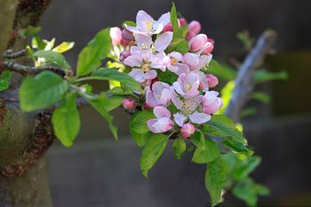 Branche avec des fleurs de pommier blanc-rose au printemps