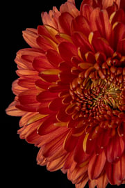 Géométrie d'Auburn sur Cindy Coenen Fine Art