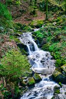 Little stream in the Black Forest