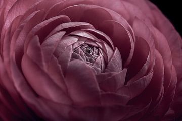 Old pink flower with opening petals in the light by Marjolijn van den Berg