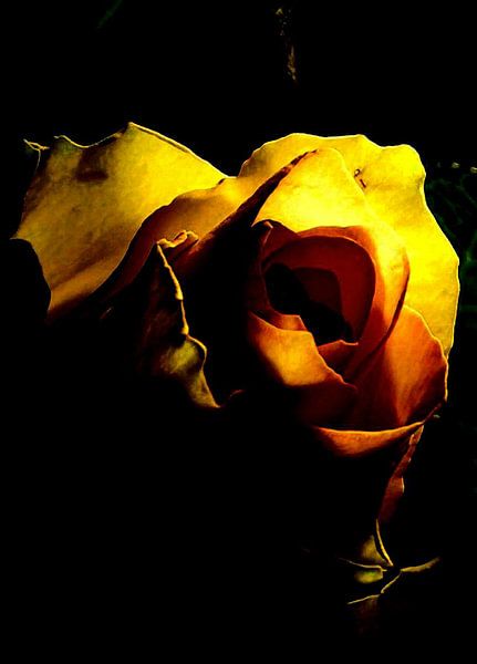 yellow rose par ton langbroek