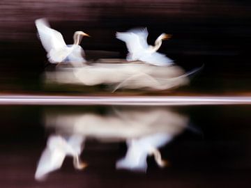 Flying Great Egret with slow shutterspeed