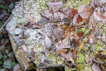 Photo en gros plan de cristaux de glace et de feuilles d'automne gelées