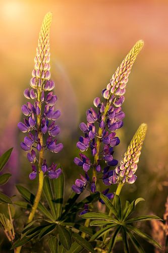 Lupines in mooi avondlicht