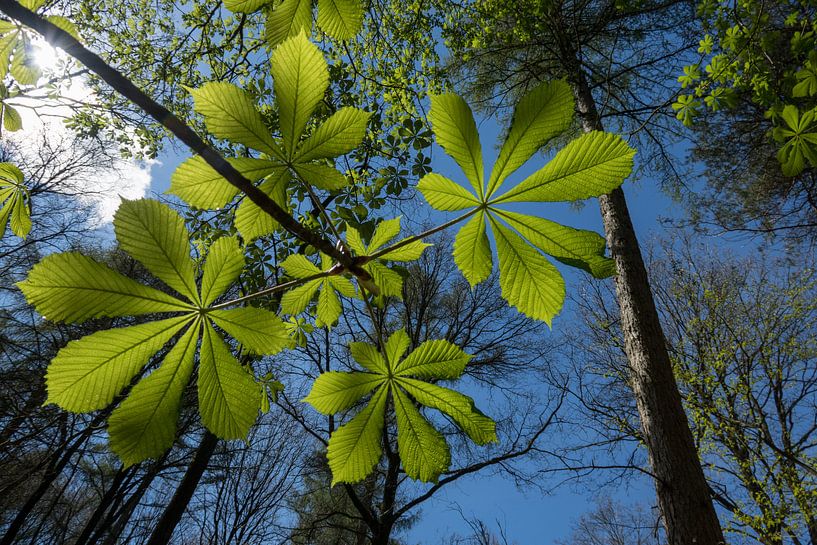 Lente by Youp van den Heuvel