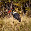 Sattelstorch auf der Suche nach Nahrung im Gras von Eddie Meijer