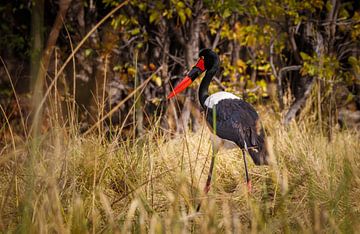 Sattelstorch auf der Suche nach Nahrung im Gras