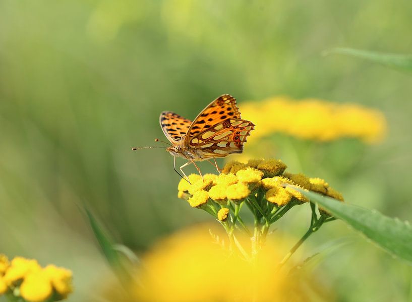 Small mother-of-pearl butterfly by Matthias Brix