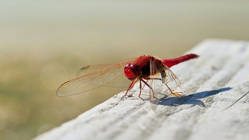 Vuurvliegje (Crocothemis erythraea) van Heiko Kueverling