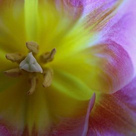 Roze Tulp Close-up van Sharona de Wolf