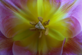 Tulipe rose en gros plan