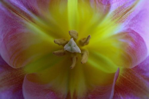 Rosa Tulpe Nahaufnahme von Sharona de Wolf