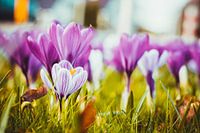 Krokus, spring begins