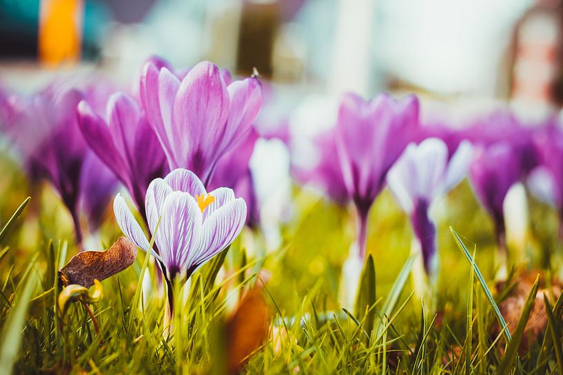 Krokus, der Frühling beginnt von Stedom Fotografie