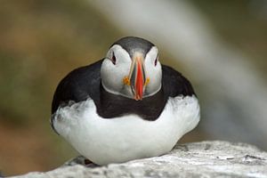 Papageitaucher auf der Insel Skellig Michael in Irland