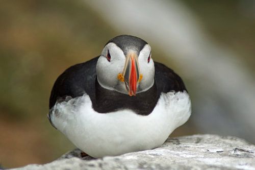Papegaaiduikers op het eiland Skellig Michael in Ierland