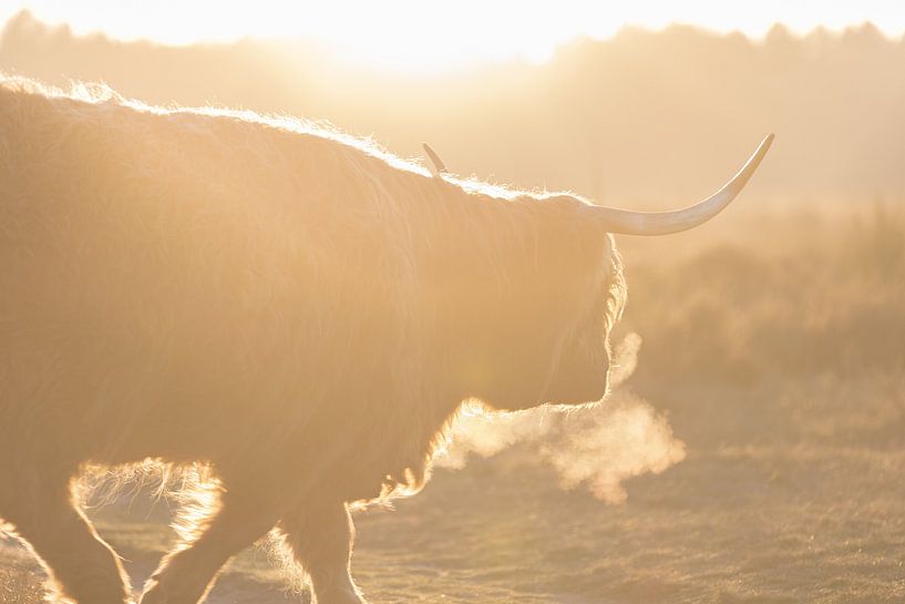 Scottish Highlander by Ricardo van den Brink
