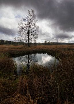 Serene bog pond in the Belgian Ardennes: A Moment of Reflection by Hevonax Photography