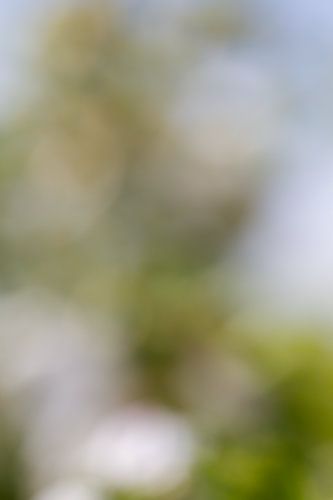 Soft focus in green I