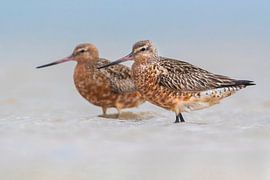 Deux Barge à queue noire rouge (Limosa lapponica) sur Beschermingswerk voor aan uw muur