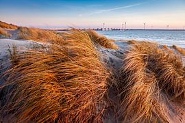marram grass dunes Burgh - Haamstede by Eugene Winthagen