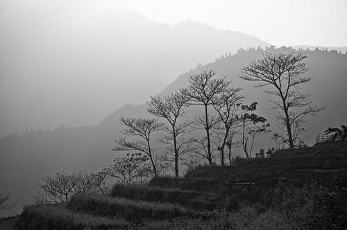 Bomen in de bergen van Sapa | Vietnam