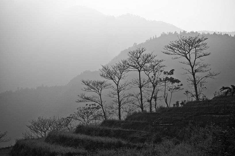 Bomen in de bergen van Sapa | Vietnam van Photolovers reisfotografie