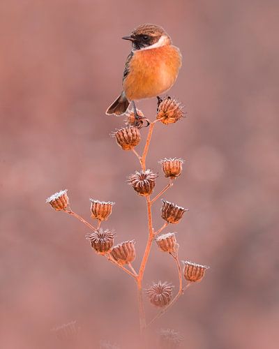 Wintering male European Stonechat (Saxicola rubicola)