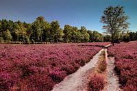lune heathland