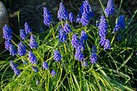 Hyacinth bush