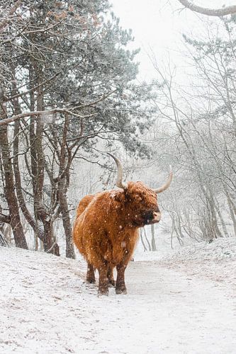 Schottischer Highlander in Winterlandschaft