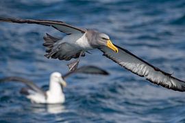 Chatham Albatross, Thalassarche eremita by Beschermingswerk voor aan uw muur