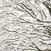 La structure des branches dans la neige sur Marjolijn van den Berg